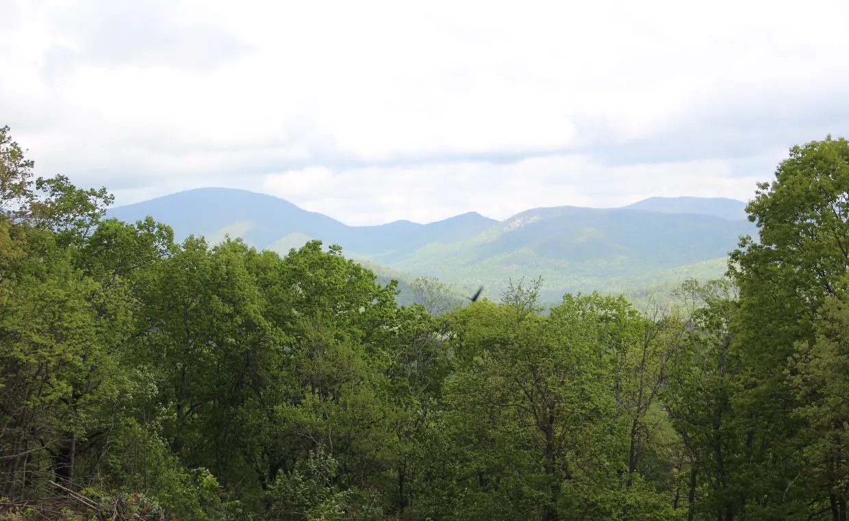Spring-green treetops framing a wide view of blue mountain ridges and a pale rock face across a valley, under a bright cloudy sky.