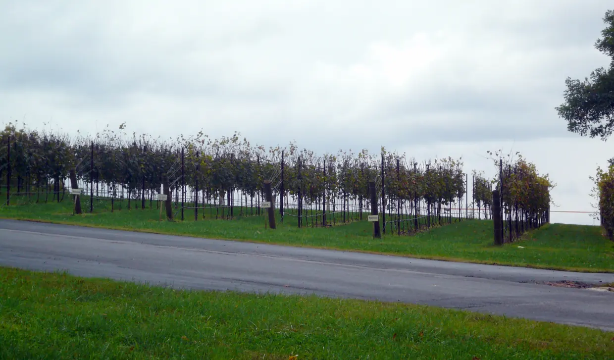 A long row of trellised grapevines behind a mown verge and a paved road, under a pale overcast sky.