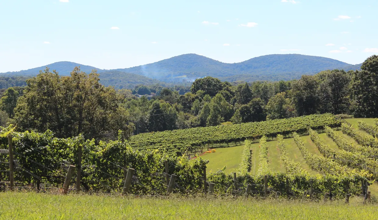 Rows of grapevines on a green slope edged with trees, three rounded wooded peaks behind under a blue sky with light cloud.